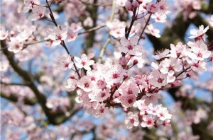 printemps-2